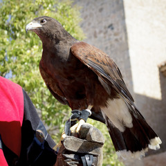 Retrato del águila Harrier aislado en el fondo desenfocado. Primer plano de águila Harrier. Águila de caza. Águila posando. Fondo de pantalla.