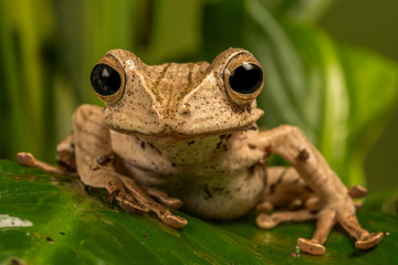 Frog on Leaf