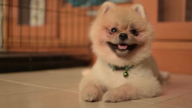 Happy Dog : Pomeranian