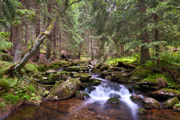 Mountain creek in a national park forest