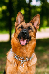 German shepherd in the park