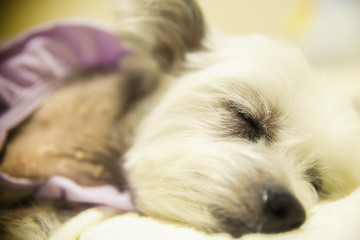 Chinese Crested Dog in Sleeping
