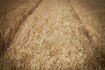 Weizenfeld mit spuren von Maschine 