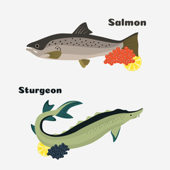 Set of color caviar fish. Flat design
