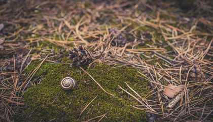 Зелёный мох и сосновая хвоя. Красота осеннего леса