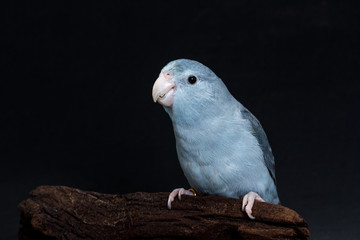 Mauve Forpus, Parakeet, Bird