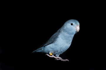 Mauve Forpus, Parakeet, Bird