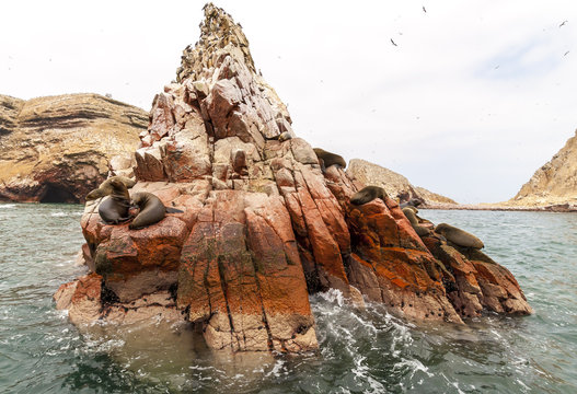 sea lion on rocky formation Islas Ballestas, paracas