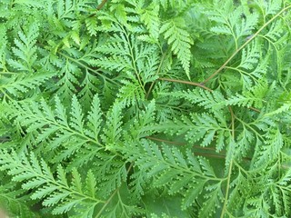 Leaf background texture