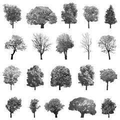 Naklejka premium Trees collection. High detailed vector illustrations