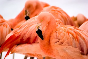 Fotobehang flamingos © guido