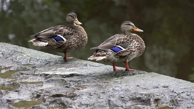 duck on the rock