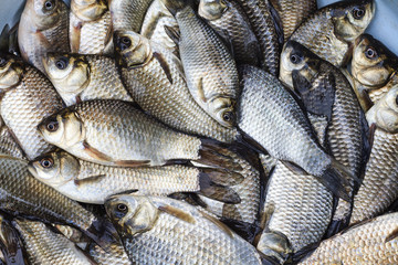 Crucian carp,fishing catch, river carp