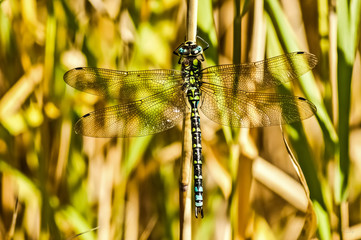 Prachtlibelle