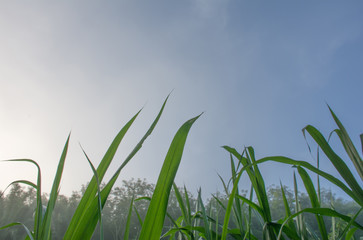 Close up of Top of green grass in the morning light. The sun began to rise along with the fog. And the blue sky background