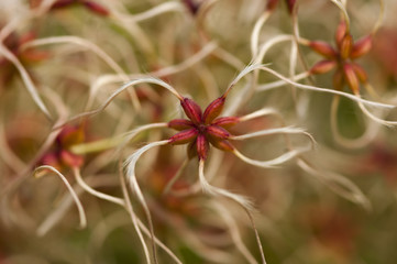 Клематис мелкоцветковый 