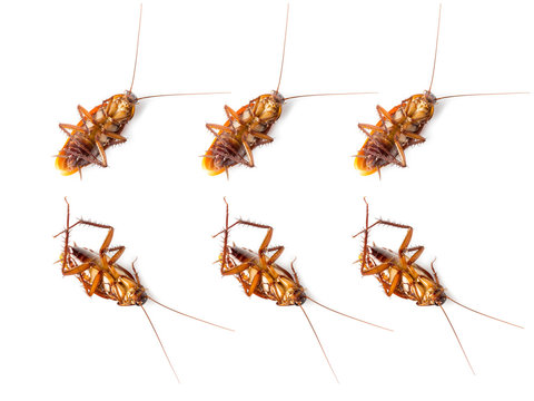 group of cockroach on white background
