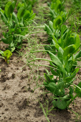 Young sprouts of green peas