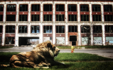 African Lion in Detroit. African lion laying in the grass in front of the ruins of an abandoned...