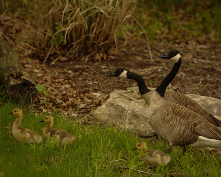 Canada Geese Family