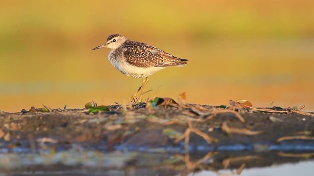 sandpiper with broken foot basking in the sun