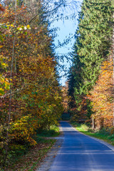 wald im herbst
