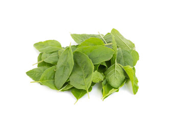 Holy Basil,Ocimum sanctum isolate on white