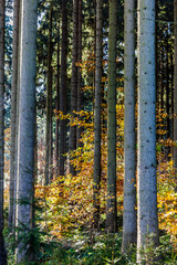 Obraz premium wald im herbst