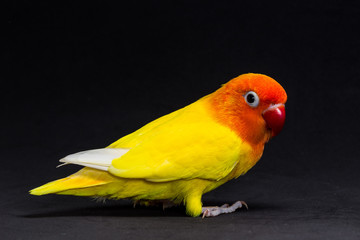 Double Yellow Lovebird, Bird