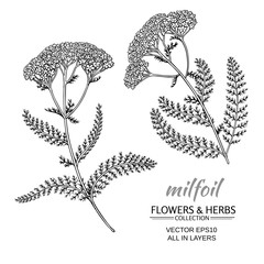 milfoil vector set © cuttlefish84