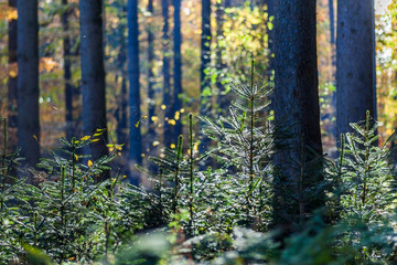 wald im herbst