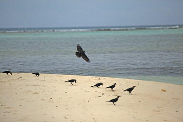  black birds on a maldivian beach