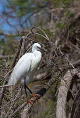 Aigrette garzette de Camargue - Pont de gau