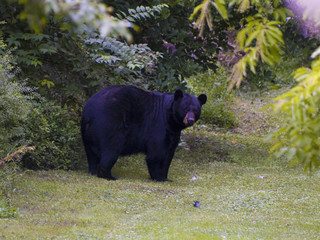 Obraz na płótnie Canvas Big male black bear in our yard
