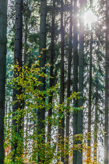 wald im herbst