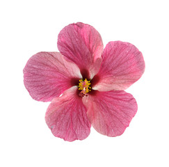 Fototapeta na wymiar Fresh hibiscus flower isolated on white background