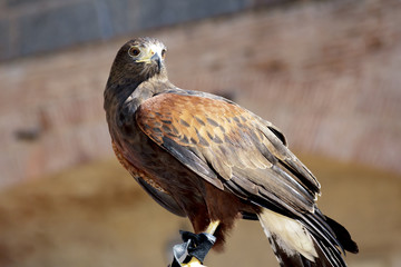 Retrato del águila Harrier aislado en el fondo desenfocado. Primer plano de águila Harrier. Águila de caza. Águila posando. Fondo de pantalla.