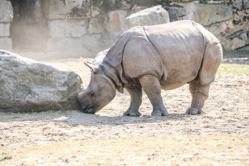 Obraz premium kleines Nashorn