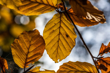 wald im herbst