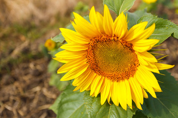 Obraz premium Close up of sunflower head