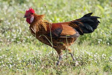 Image of a cock in green field.