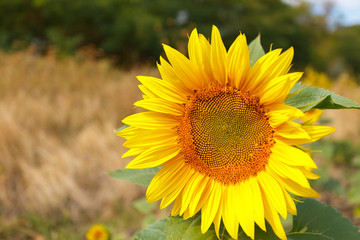 Close up of sunflower head