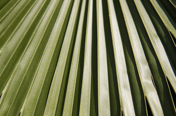 Palm tree leaf closeup 3