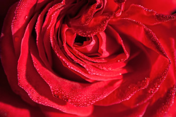 Red scarlet rose closeup macro with water drops background