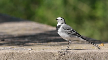 White Wagtail on river, Motacilla alba