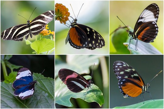 tropic butterflies © ecwo