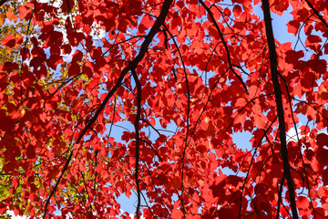 Maple Leaves and blue sky