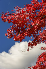 Maple Leaves and blue sky