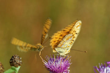 High brown fritillary