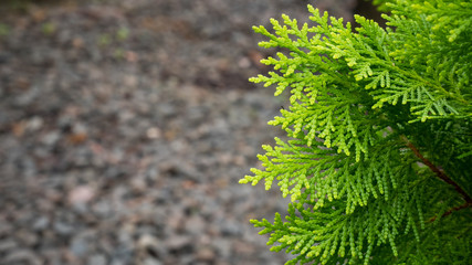 green leaf with bokeh background